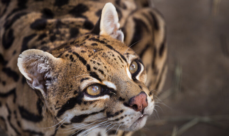 A close-up photo of a young ocelot looking into the distance