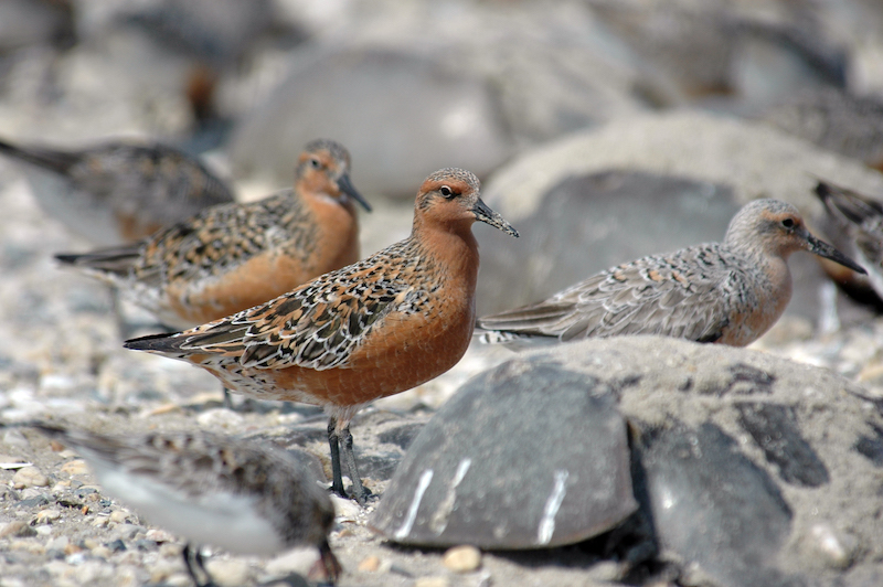 Red knot shorebirds stand on sandy beach surrounded by horseshoe crabs.