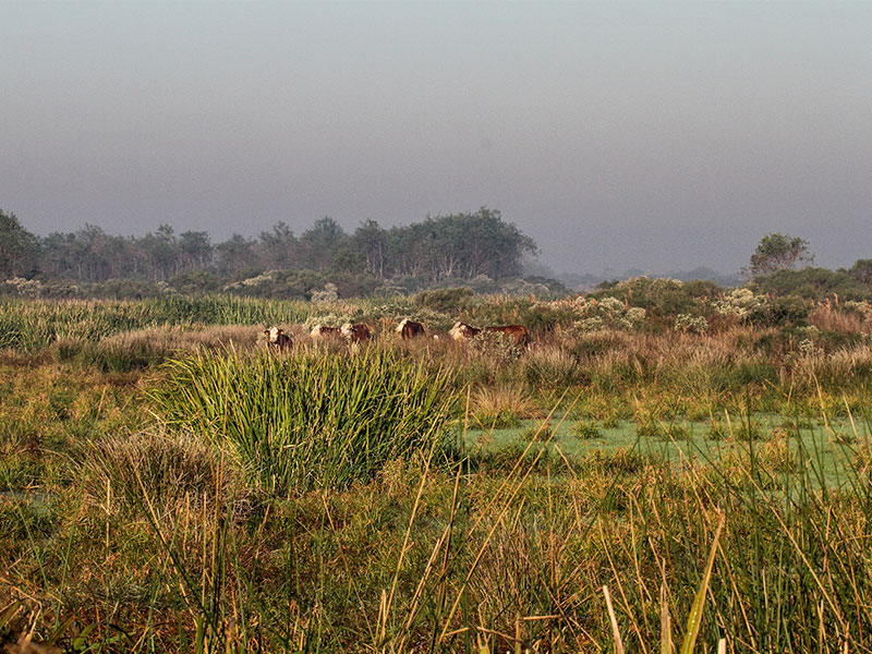 Sabine Ranch is almost entirely within the boundary of the McFaddin National Wildlife Refuge—part of the largest coastal freshwater wetlands in Texas. 