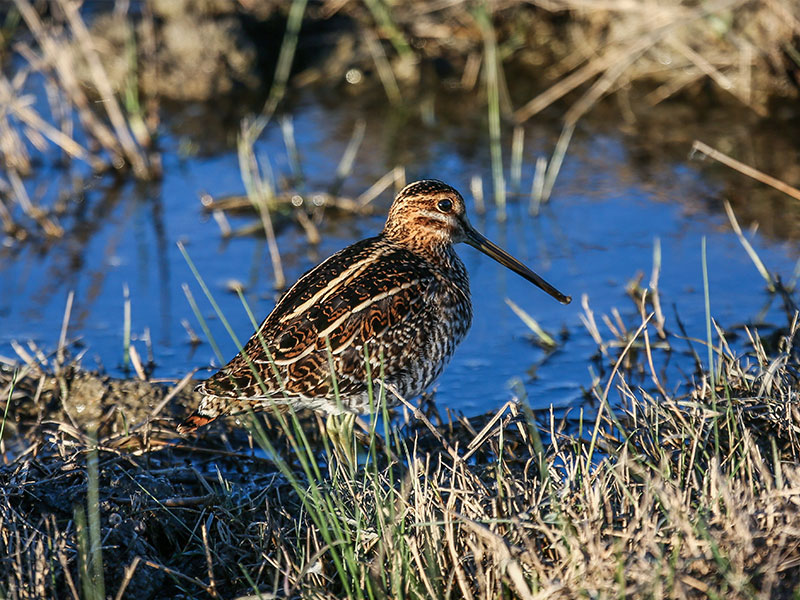 Protecting the Ranch will have a positive effect on migratory and shore birds, such as the mottled duck (pictured above), and a range of other coastal habitat species.