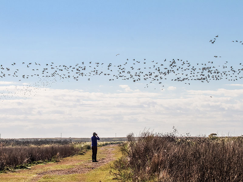 The permanent protection of Sabine Ranch will create new opportunities for bird watching.