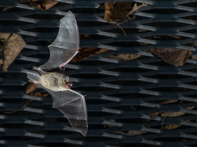 The mine passages provide habitat for at least 168,000 federally endangered Indiana bats (their scientific name is Myotis sodalis, hence the preserve name). Photo by Steve Orr. 