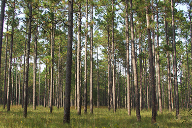Stateline Forest – Georgia and Alabama