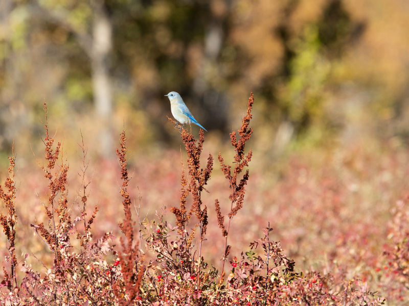 Mountain Blue Bird at Sweetwater Lake. Photo: Todd Winslow Pierce