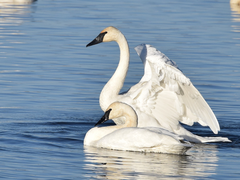 Trumpeter swan. Photo credit: Andy Reago and Chrissy McClarren