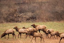 State officials also expect to see a tourism boost from the elk.