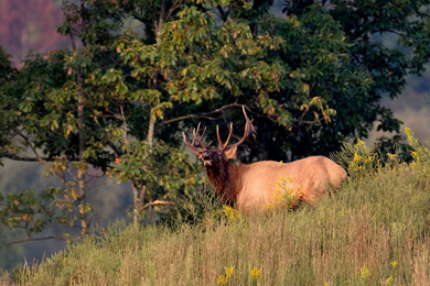 West Virgina bull elk
