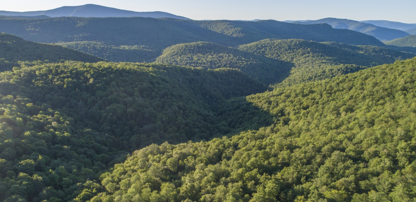 Deep, green trees across rolling hills on clear, summer day in Cowee Forest