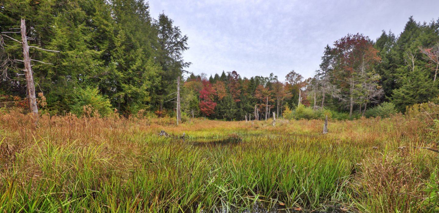Tall green grasses in the foreground with tall, green trees in the background against a light blue sky