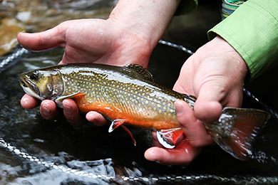 Hands hold a brook trout out of a stream. The fish has white spots and an orange belly.
