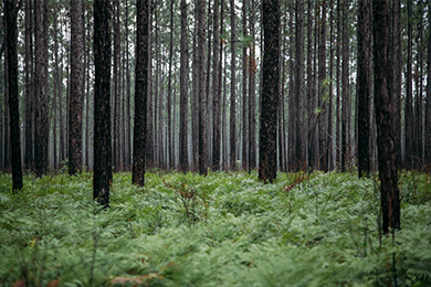 A Comeback for the South’s Longleaf Pine in Alabama and Florida
