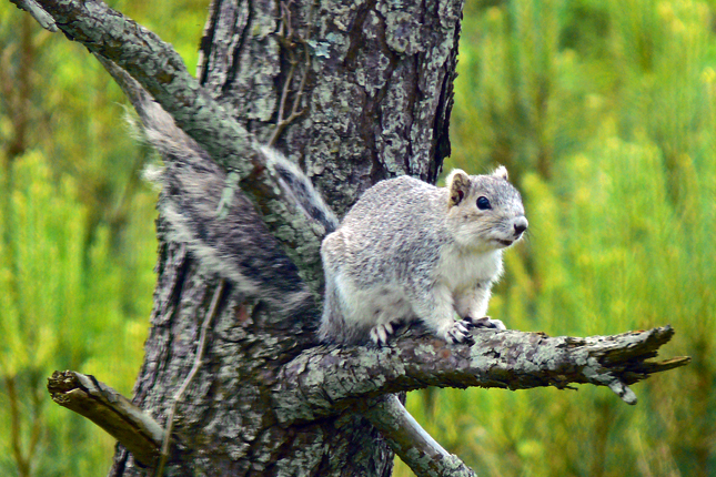 Delmarva Fox Squirrel Photo by Larry Meade/USFWS Headquarters, Flickr