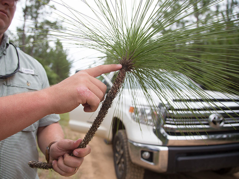Longleaf pine takes 100 to 150 years to become full size and may live to be 500 years old.