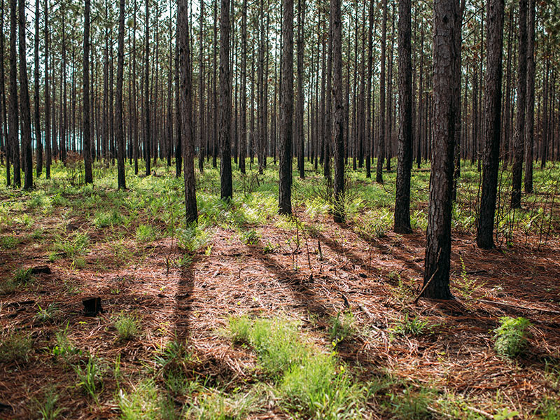 The longleaf pine (Pinus palustris) reaches a height of 30–35 m (98–115 ft) and a diameter of 0.7 m (28 in).