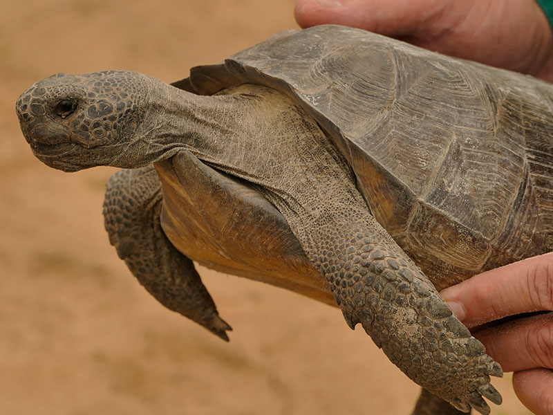 A Tortoise found at the Coastal Headwaters Forest. 