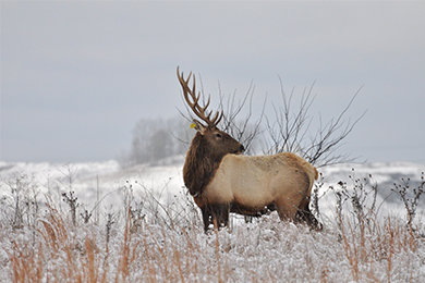 West Virginia Elk Habitat