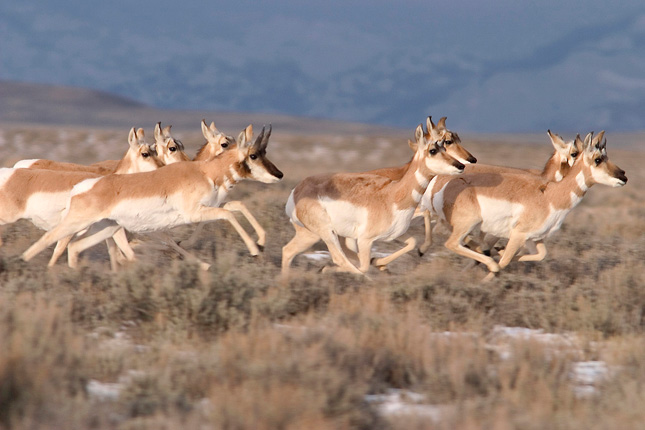 The “Path Of The Pronghorn” In Wyoming