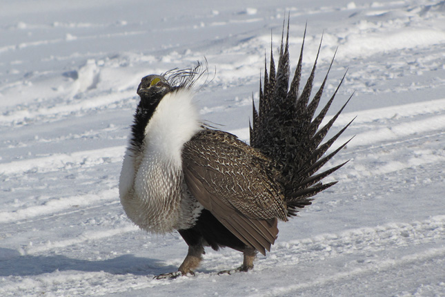 Sage Grouse Photo Bryant Olsen/Flickr  Found across the western United States, the sage grouse population has declined by 90 percent over the past century and 70 percent in Wyoming. The U.S. Fish and Wildlife Service acknowledges it needs protection; but this bird is no small matter: Listing the sage grouse as a threatened species has big implications, especially in Wyoming where energy development—from gas to wind—is big business. So what can be done? The Fund has worked on several projects, including the protection of Cottonwood Ranches in Wyoming, that ensure the protection of sage grouse habitat. In 2012, we launched the Wyoming Sage Grouse Conservation Campaign to conserve key sage grouse habitat on working ranches statewide.