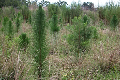 Mapping the Future of Longleaf Pine
