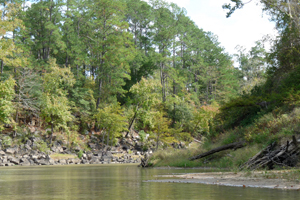 Middle Neches Forestland
