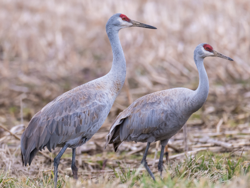 Sandhill cranes. Photo credit: Dan Sniegowski