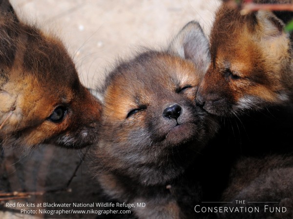 Red Fox Kits Photo by Nikographer.  Thank you to Nikographer for donating this photo. To view more of his images, visit www.nikographer.com