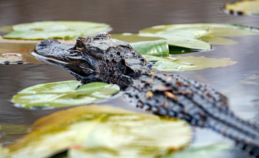 A gator slowly swims through lily pads in the waters of Okefenokee National Wildlife Monument.