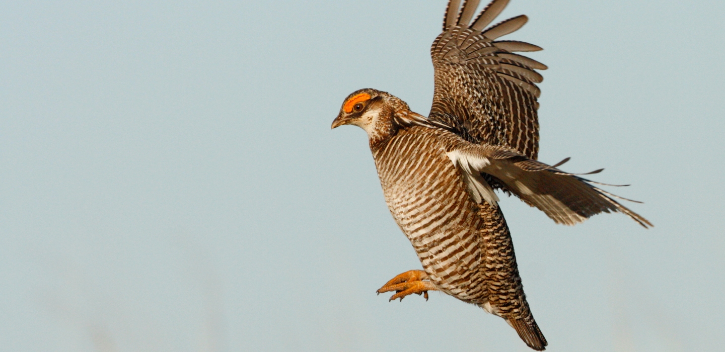 A closeup image of a lesser prairie chicken with its wings up and open amongst a light blue sky.