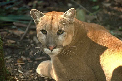 Habitat Protection For The Florida Panther