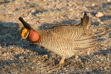 Lesser Prairie-Chicken Habitat