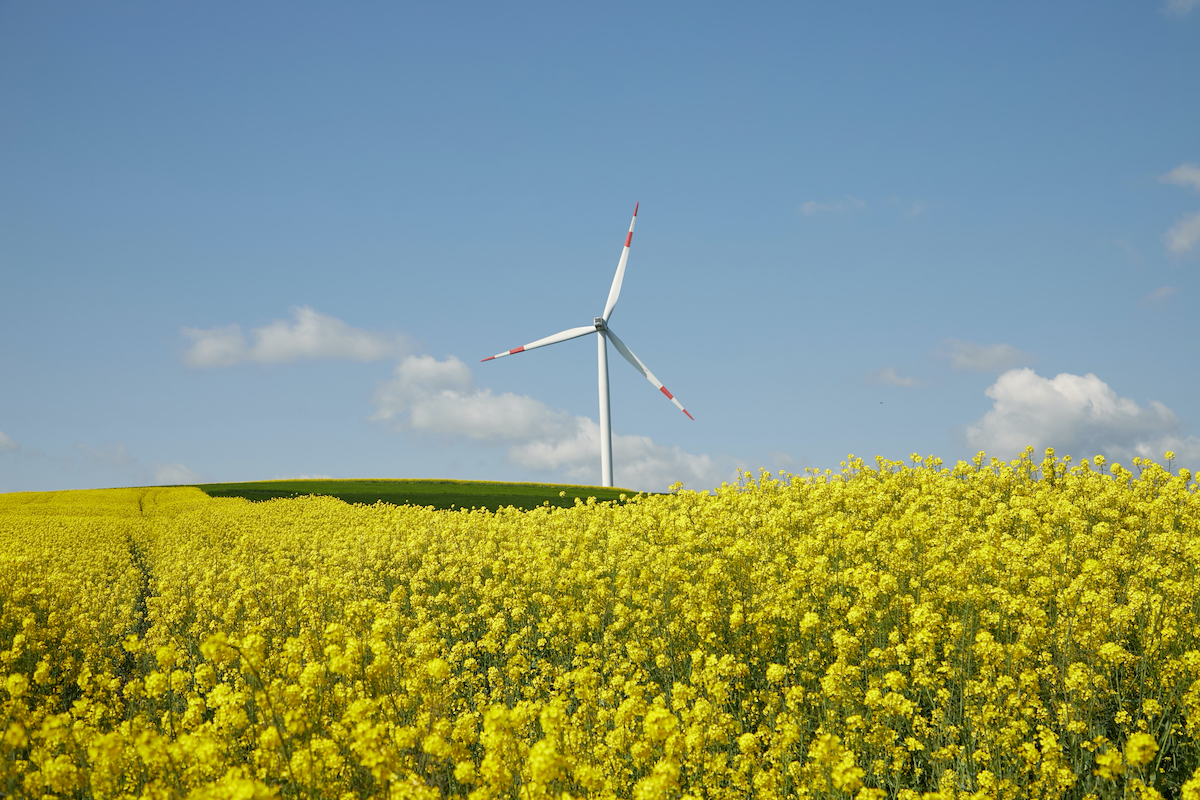 A large white wind turbine with three blades stands in a field of yellow flowering plants.