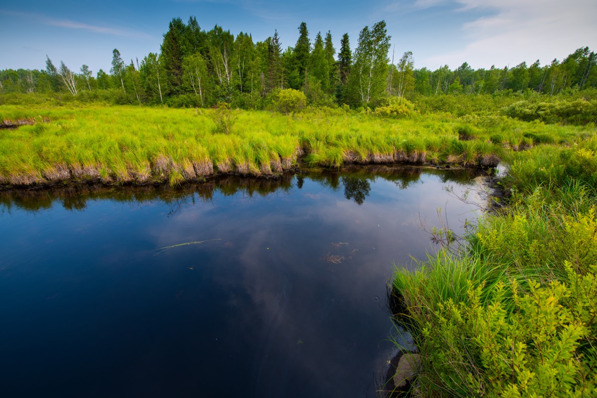 A pond surrounded by tall grass in Wisconsin's Pelican River Forest.