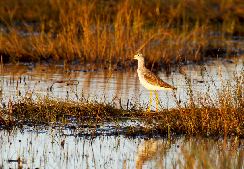 A bird seen at Sabine Ranch in Texas.