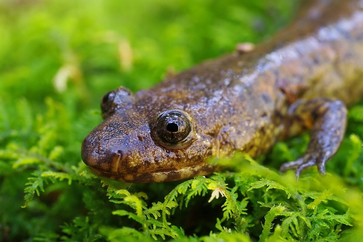 Conserving Critical Amphibian Habitat