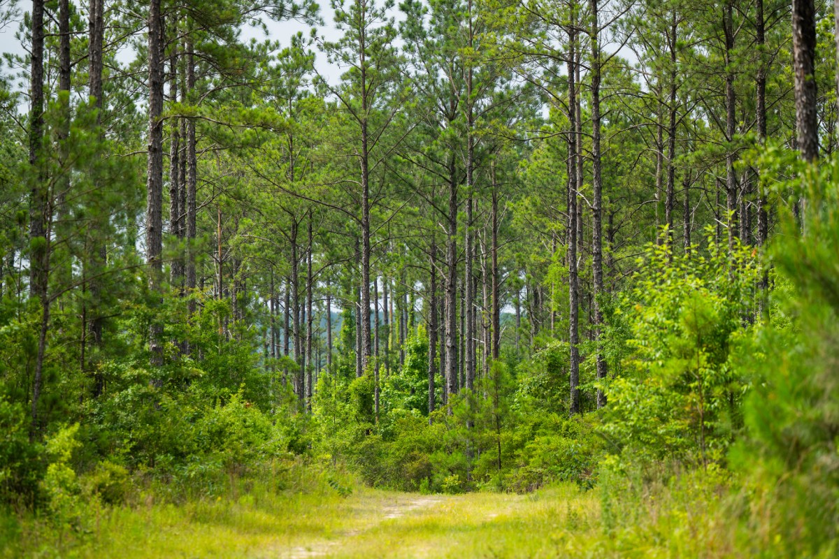 Scenic trees in Alabama's Red Hills Salamander Forest.
