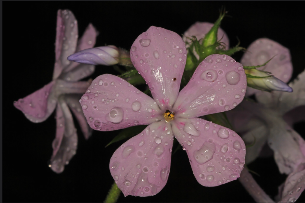 Close up of pink flower with water drops