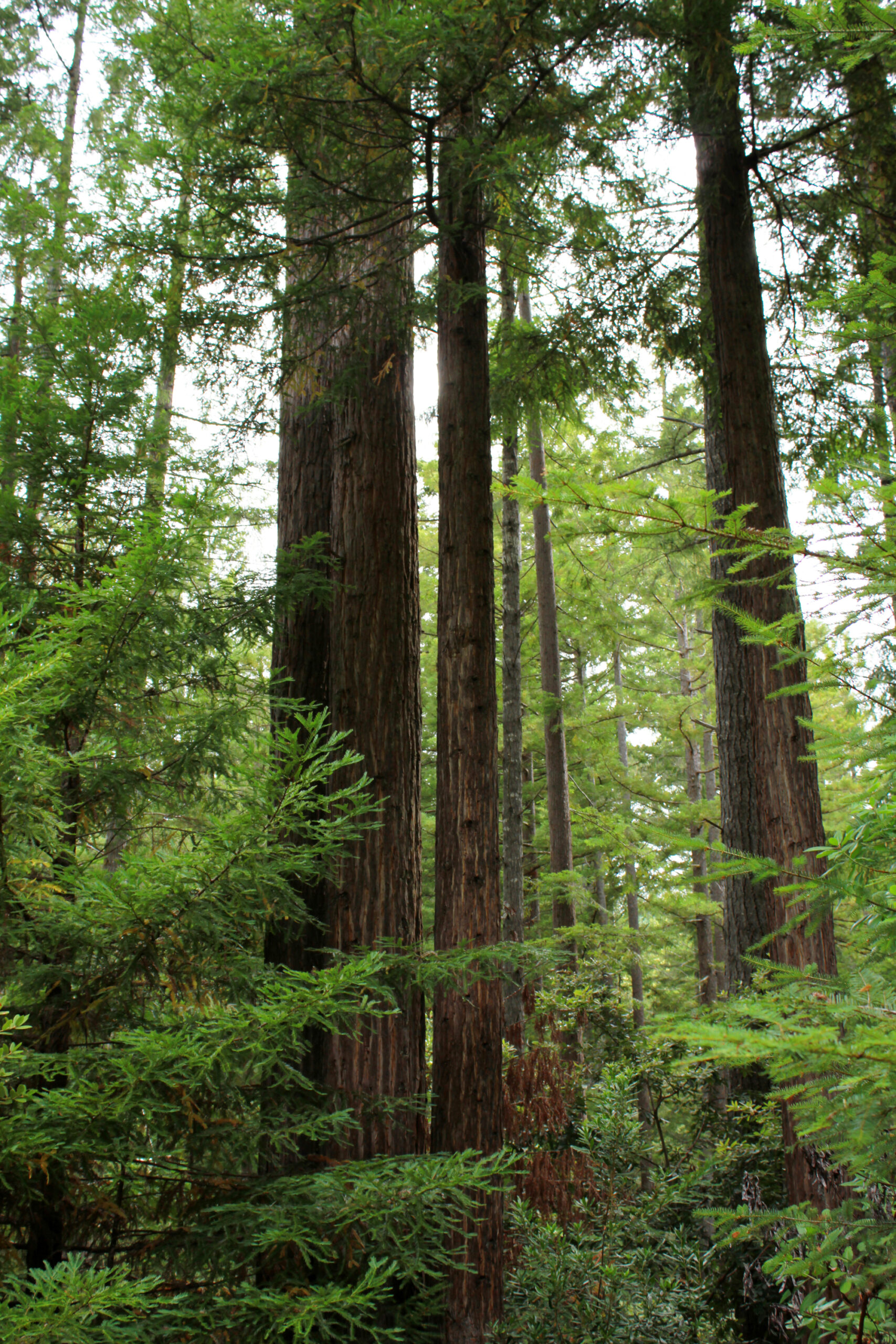 Thin trees next to a larger tree with green shrubbery surrounding in Gualala River Forest