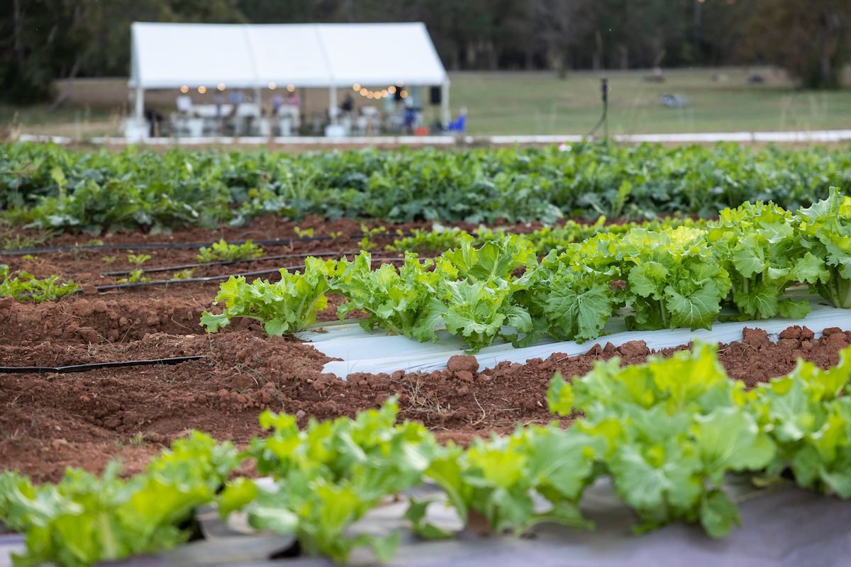 Green crops growing on a farm with a part tent and people in the background