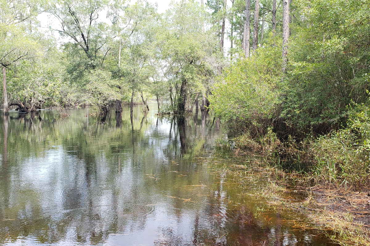 River with brush and trees on either side