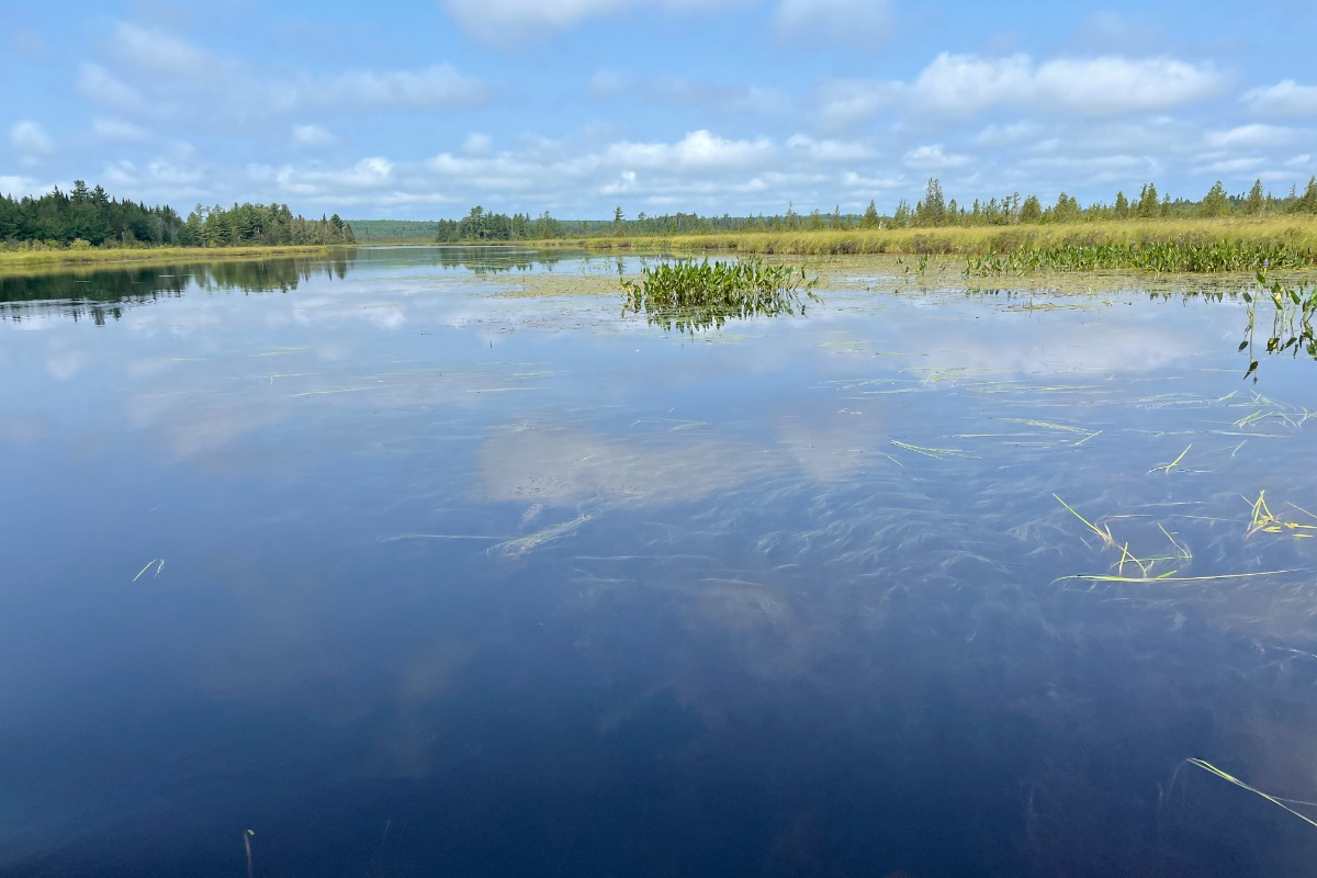 Water with marsh grasses and trees in the background