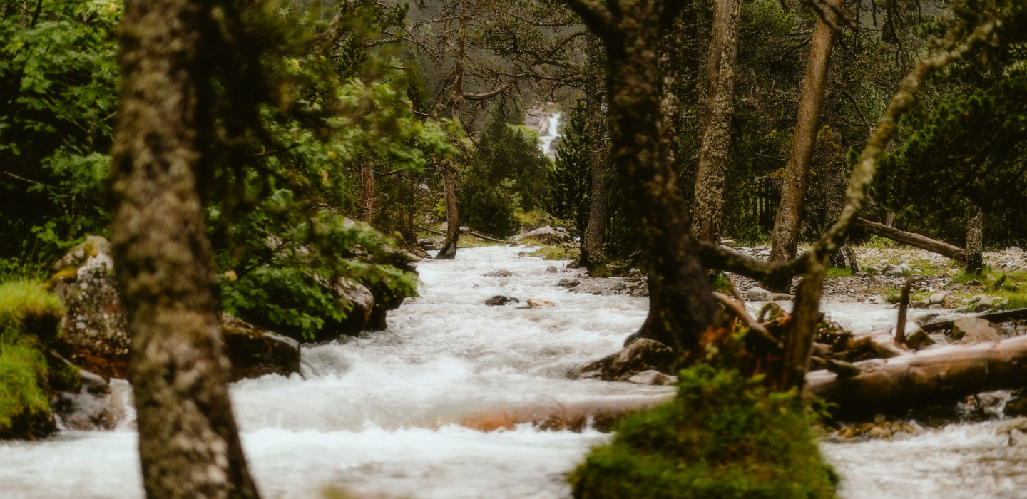A clear stream meanders through a dense forest, with sunlight filtering through the leaves of the surrounding trees.