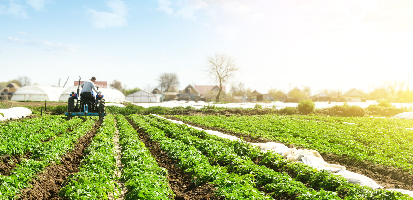 A man steers a tractor across a vibrant field, showcasing agricultural activity.