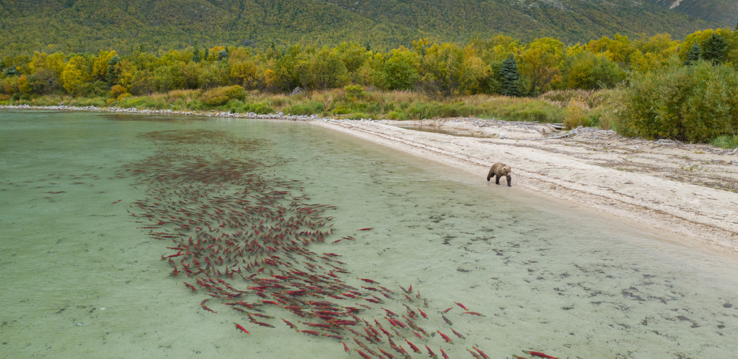 A bear strolls by the lake's edge in Pedro Bay, Alaska, as salmon swim in the water.
