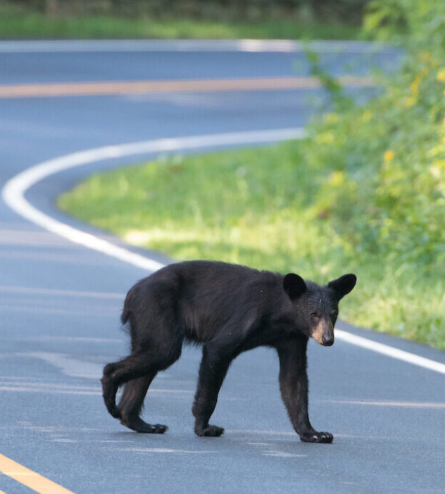 A black bear cautiously crossing a road, surrounded by trees and natural scenery.