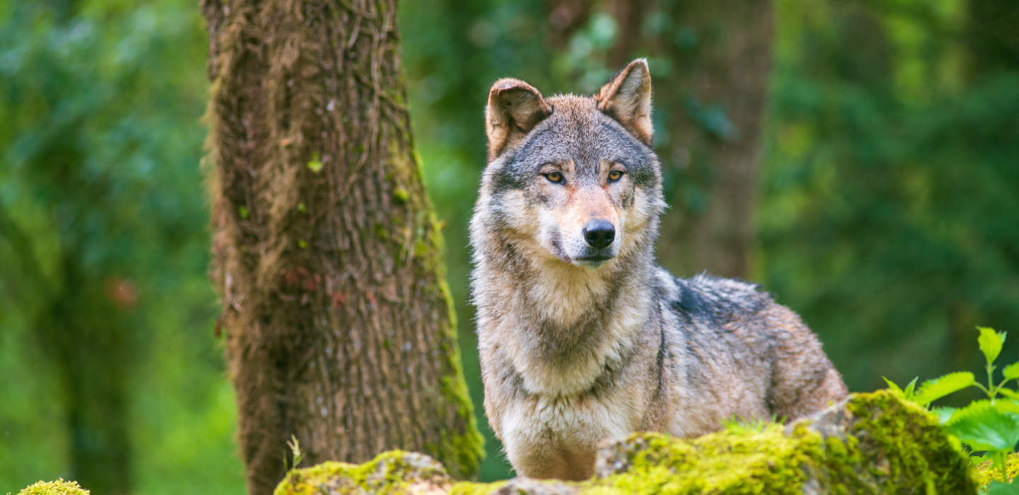 A wolf stands on a rock amidst a lush green forest, showcasing its alert posture and natural habitat.