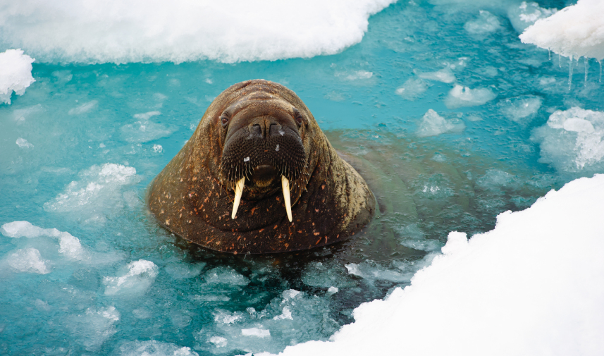 A walrus appears through the broken sea ice to get air after a long dive.