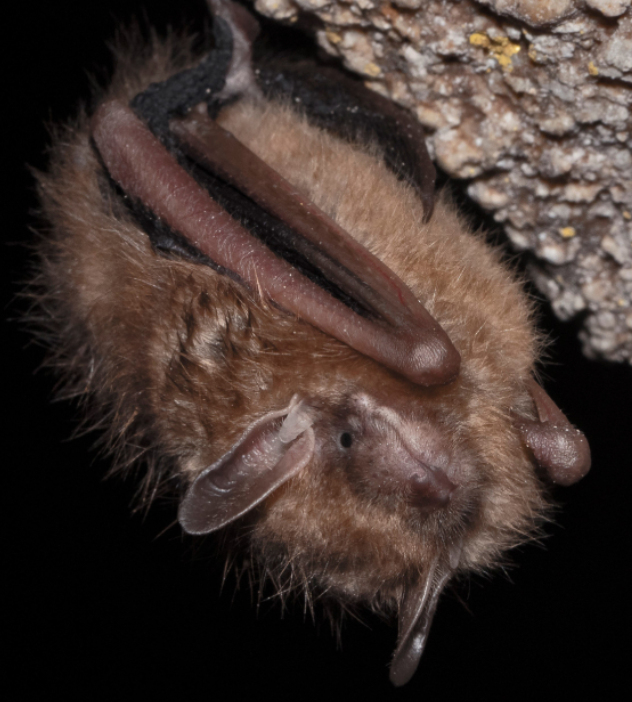 An Indiana bat hangs upside down from a rock, showcasing its wings folded against its body.