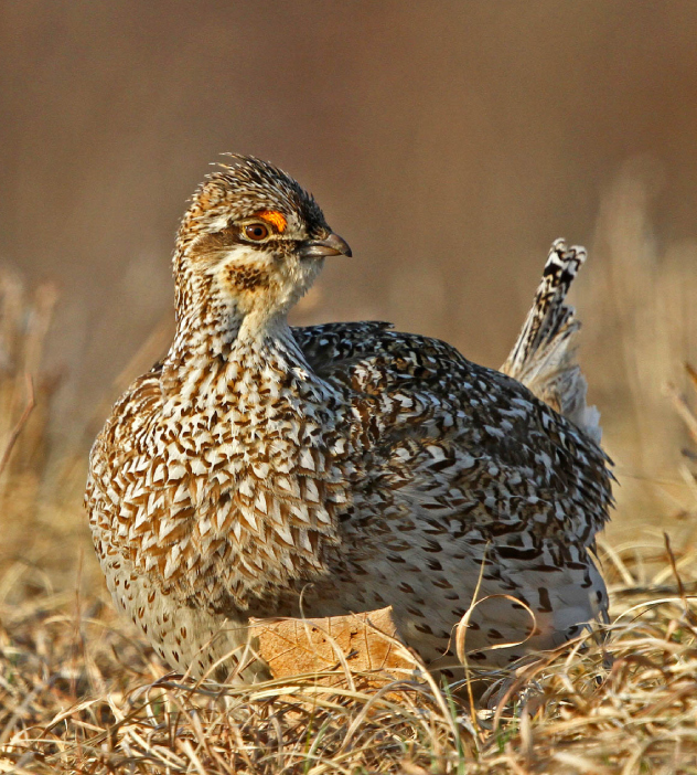 A Sharp-tailed Grouse standing in green grass, showcasing its distinctive plumage and alert posture.