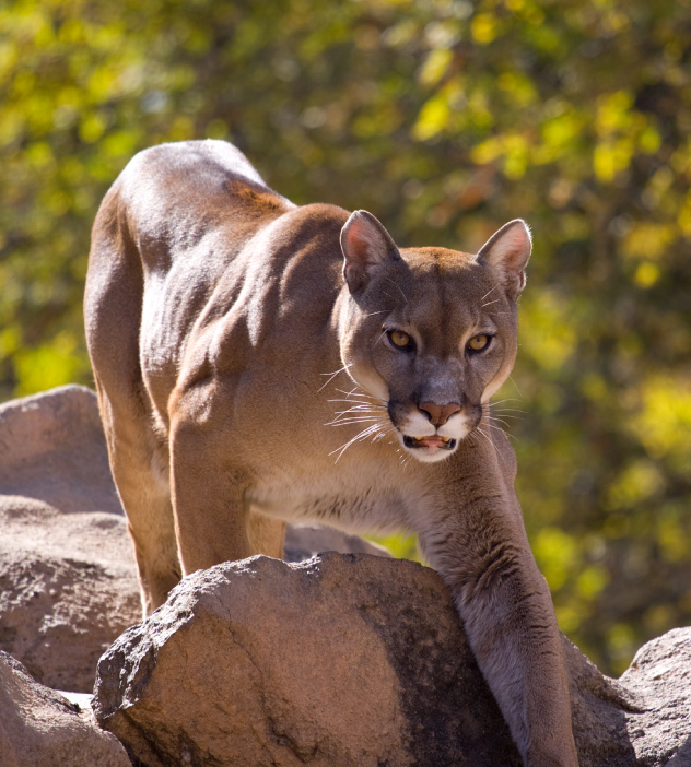 A mountain lion strides across rugged rocks, highlighting its agility and strength in the wild.