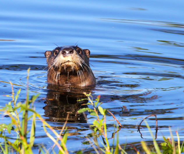 An otter with wet fur pokes its head out of the water, surrounded by green plants at Sabine Ranch, Texas.